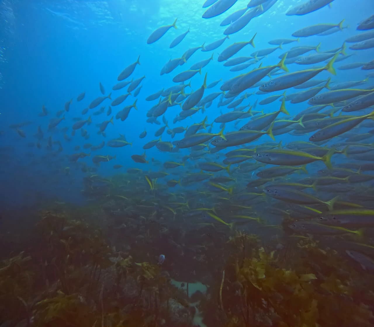 School of fish swimming over a kelp reef