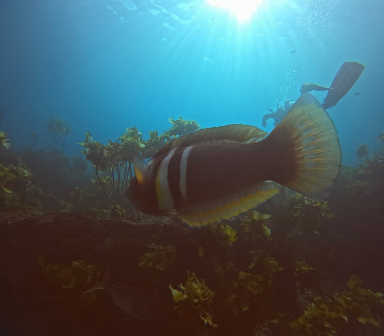 Tropical fish swimming through a kelp forest underwater
